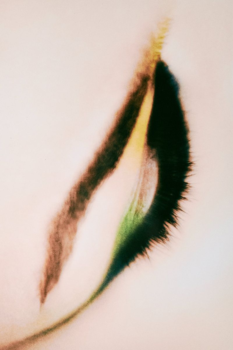 Abstract organic forms in dark green, yellow, and brown with soft edges, set against a pale background.