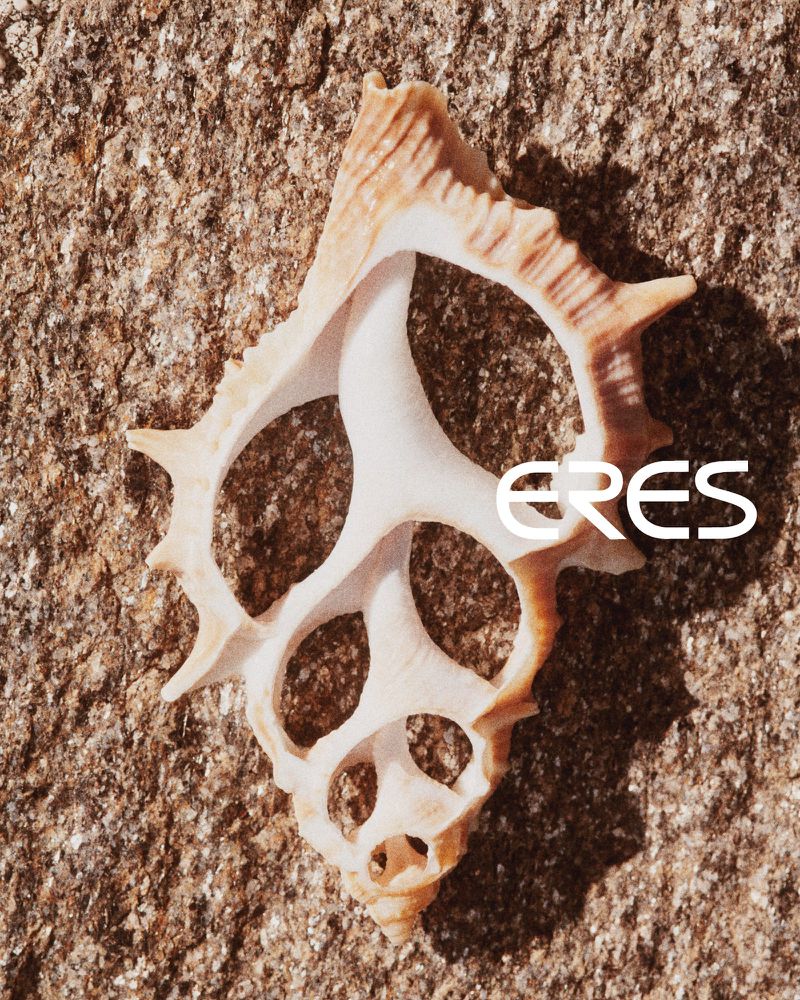 Close-up of a textured, spiral seashell with a hollowed interior sitting on a rough sandy surface in warm, natural lighting.