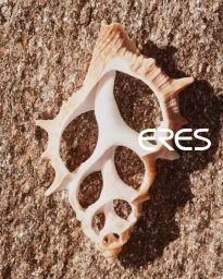 Close-up of an open, hollowed-out spiral seashell with ribbed edges set against a textured, sunlit rock surface.