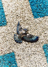 Close-up overhead shot of a metallic silver and blue bird brooch resting on a textured blue and white speckled running track surface.