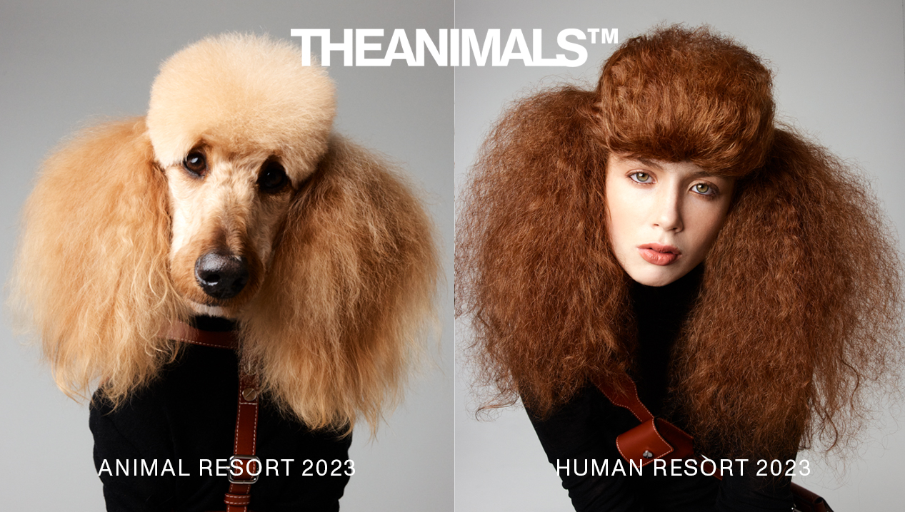 Conceptual fashion-themed split image: a groomed poodle and a woman with matching auburn hair, turtleneck and harness against a grey backdrop.